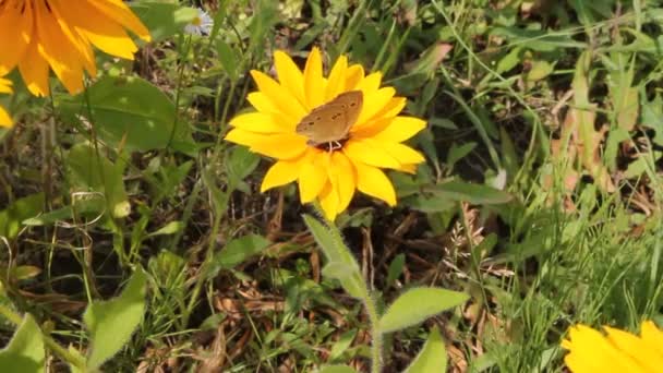 Mariposa posada sobre una flor — Vídeo de stock