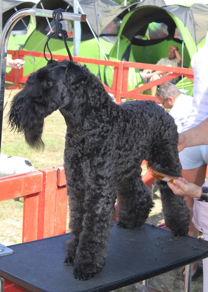 Grande preto schnauzer cão — Fotografia de Stock