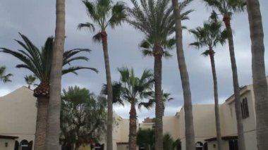 bir evleri çevreleyen egzotik bitkiler