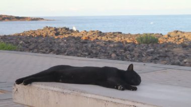 Bankın üzerinde rahatlatıcı bir tembel kedi