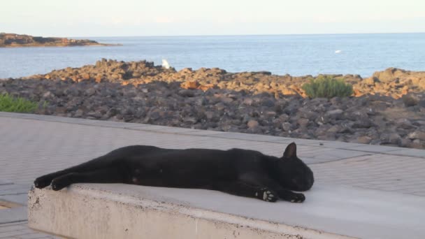 Egy lusta macska pihentető egy padon — Stock videók