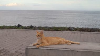 taş tezgah üzerinde rahatlatıcı bir tembel kedi