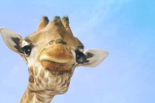 Portrait of a giraffe against a blue sky — Stock Photo, Image