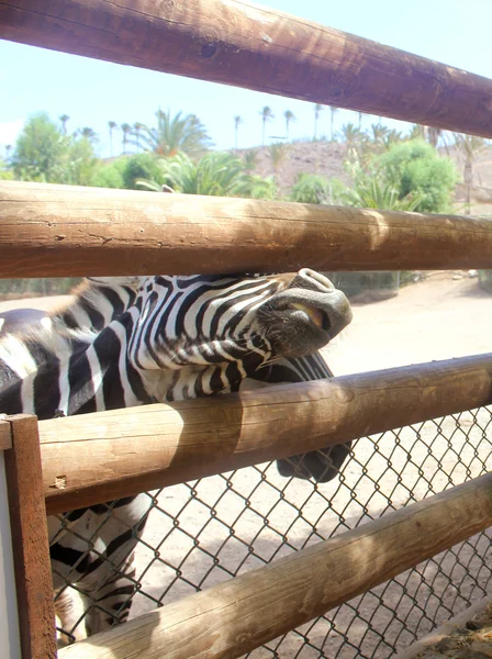 Zebra chiede cibo — Foto Stock