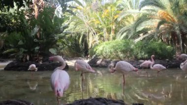 Grup suda duran pembe flamingolar