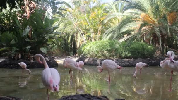 Grupo de flamencos rosas de pie en el agua — Vídeos de Stock