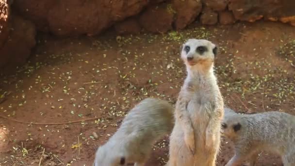 Erdmännchen, die aufrecht stehen — Stockvideo