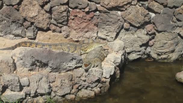 Los cocodrilos yacen en las rocas — Vídeo de stock