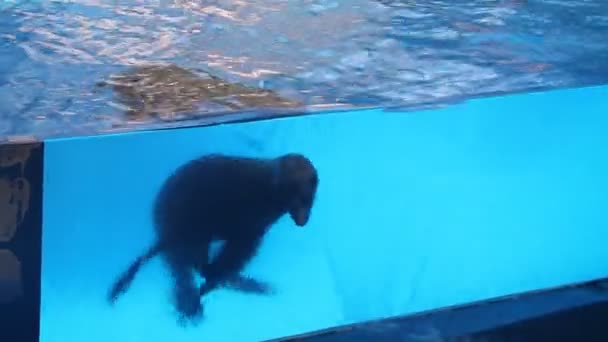 Lobo marino nadando bajo el agua — Vídeos de Stock