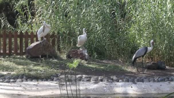Cigüeñas blancas en el zoológico — Vídeo de stock