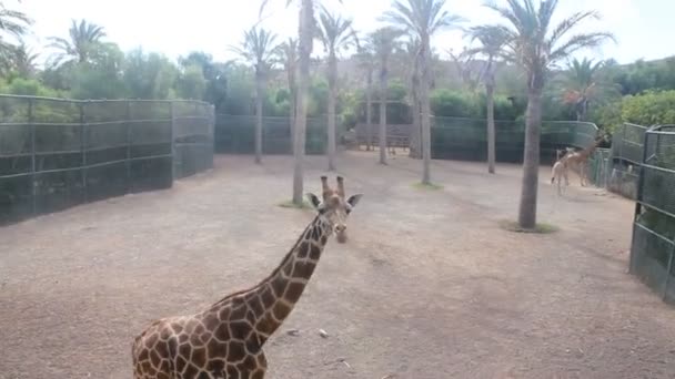 Giraffengruppe im Zoo — Stockvideo