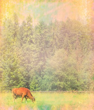 inek çayır üzerinde grunge kağıt üzerinde soyut kartı