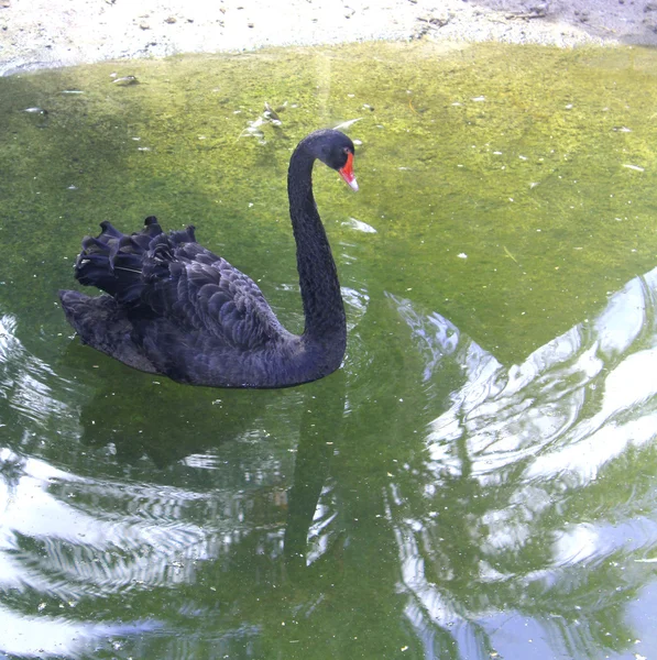 Nadando un cisne negro. — Foto de Stock