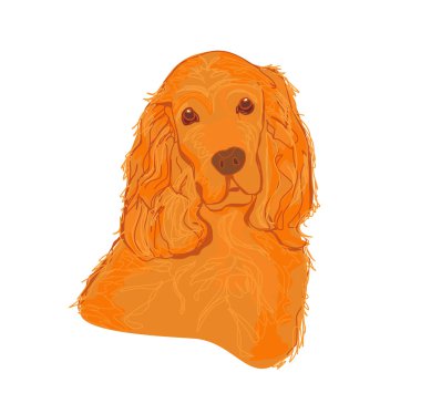 İngiliz cocker spaniel beyaz üzerine izole