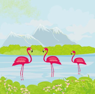 Suda üç pembe flamingo