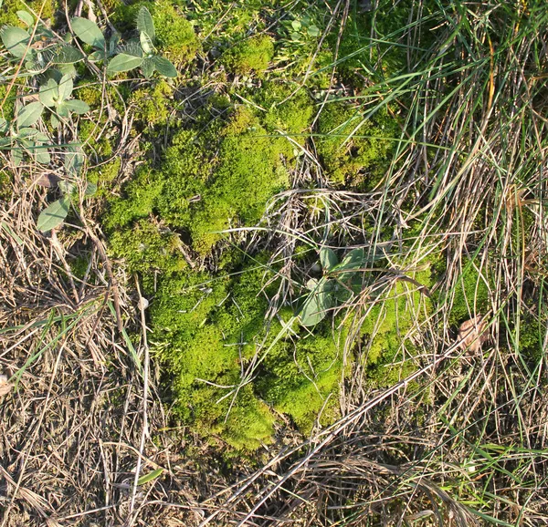 Grön mossa bakgrund — Stockfoto