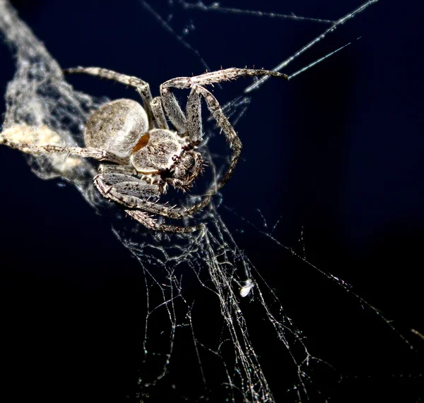 Spider on web on black background — Stock Photo, Image