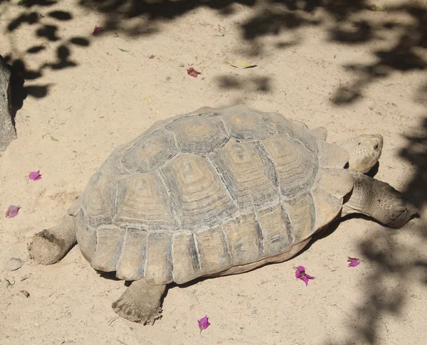 Schildpad in de natuur — Stockfoto