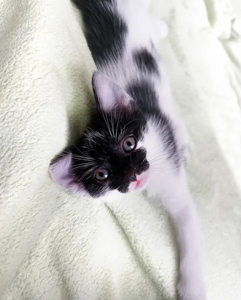 Portrait Young Black White Cat Lying Blanket — Stock Photo, Image