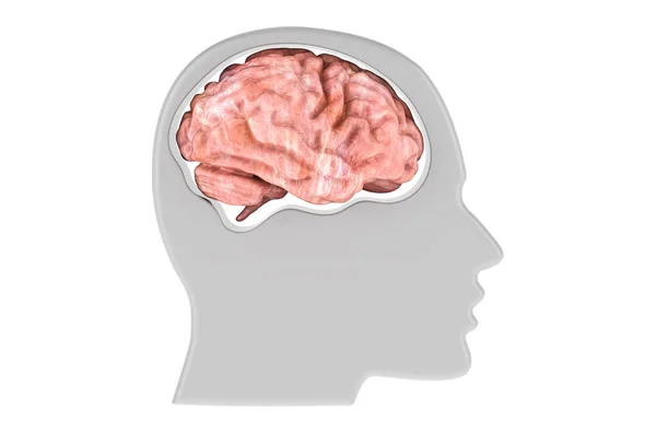 头部与大脑 3D渲染隔离在白色背景下 — 图库照片