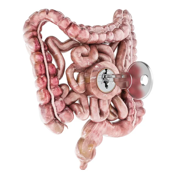 人間の腸を鍵で 治療と回復の概念 白い背景に隔離された3Dレンダリング — ストック写真
