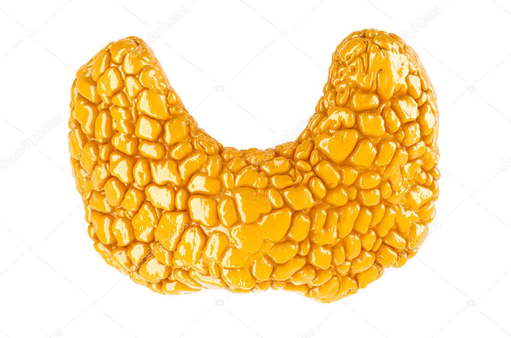 Human thyroid, glossy yellow color. 3D rendering isolated on white background