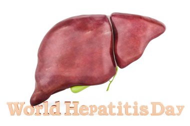 Human liver with text World hepatitis day concept. 3D rendering isolated on white background