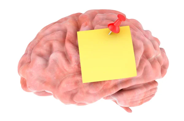 Brain Push Pin Blank Sticky Note Rendering Isolated White Background — Foto de Stock