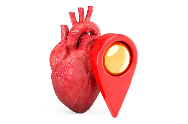 Human Heart Map Pointer Rendering Isolated White Background — Stockfoto