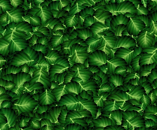 Foglia verde — Foto Stock