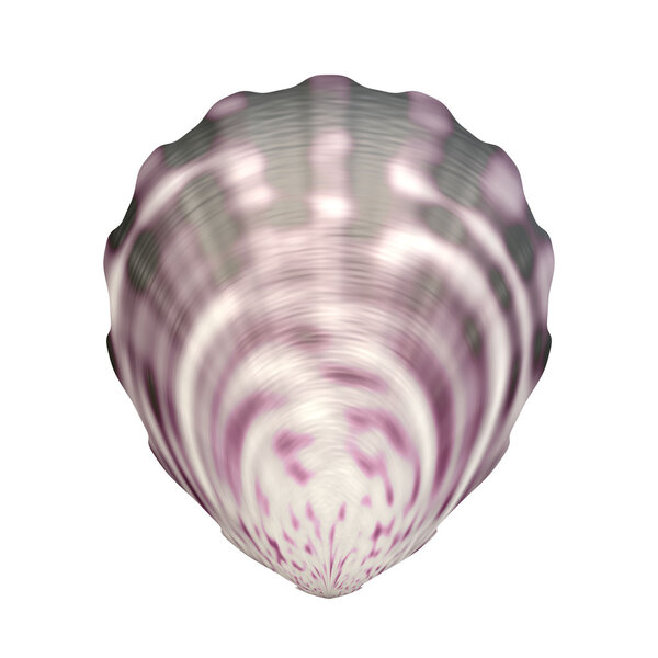 Sea shell on white background