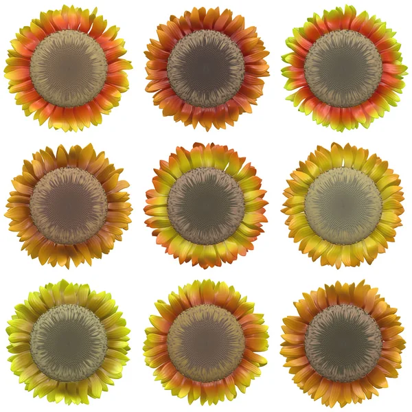 Sonnenblumen Kollektion für Design — Stockfoto