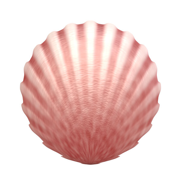 Sea shell on white background