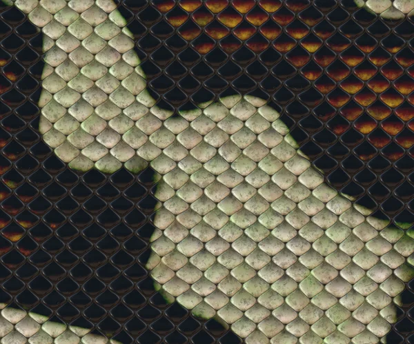 Snake skin — Stock Photo, Image