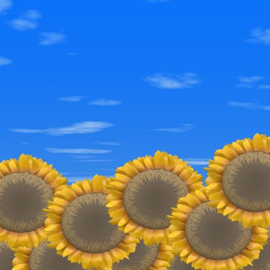 Mavi gökyüzü ile ayçiçeği çerçeve