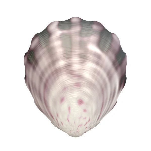 Sea shell — Stock fotografie