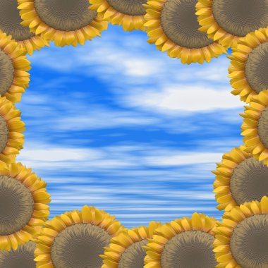 Mavi gökyüzü ve ayçiçeği