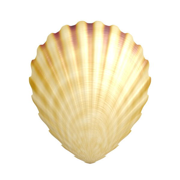 Sea shell