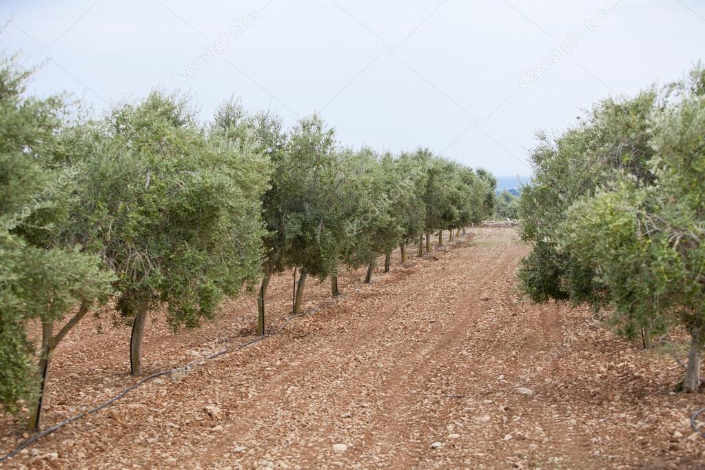 planter une oliveraie