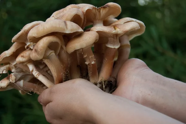 Mushroom in wood holded in hands — Stock Photo, Image