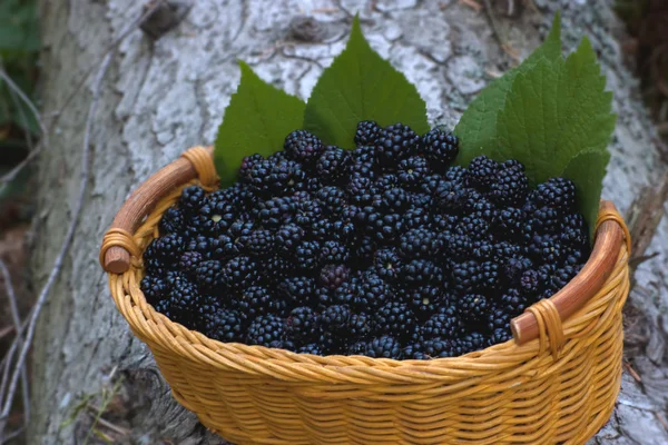 Basket with organic bio blackberry — Stock Photo, Image