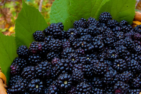 Cesta com bio orgânico blackberry — Fotografia de Stock