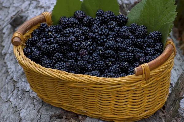 Mand met biologische bio blackberry — Stockfoto