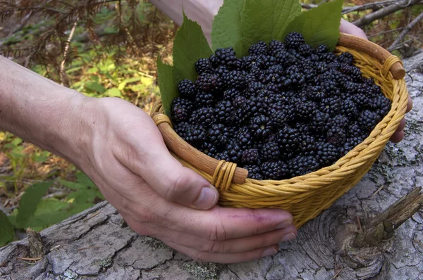 Mand met biologische bio blackberry — Stockfoto