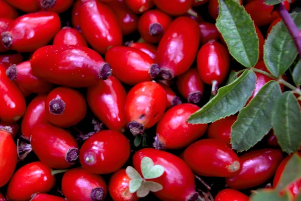 Red rose hip with branch — Stock Photo, Image