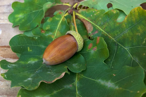 Wysokości żołądź brązowy zielony liść Zdjęcia Stockowe bez tantiem