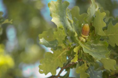geïsoleerde bruin acorn op tak