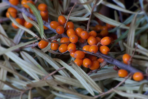 Sea buckthorn branch with leaves — Stock Photo, Image