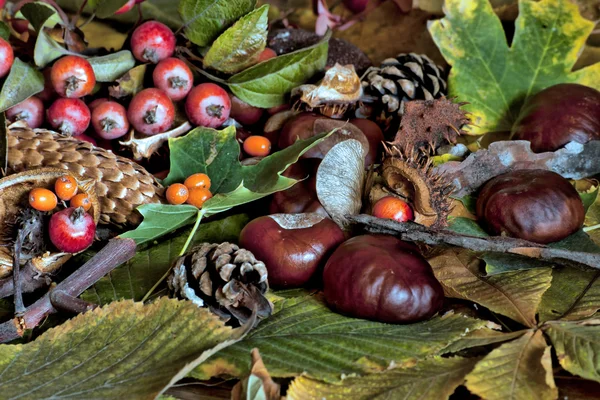 Jesienią sceny z kasztanów, szyszek sosny i zaroślach Obraz Stockowy
