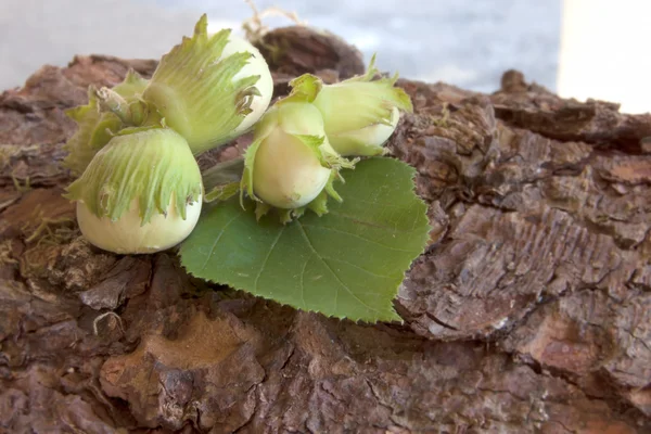 Noisette verte avec feuilles sur écorce — Photo